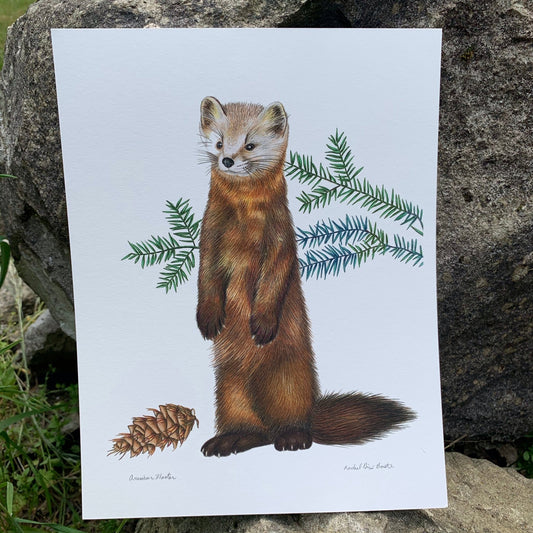 { Pine Marten } Giclee Print By Rachel Diaz-Bastin - Loved To Death