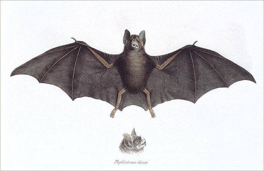 Postcard Bat AN - 298 - Loved To Death