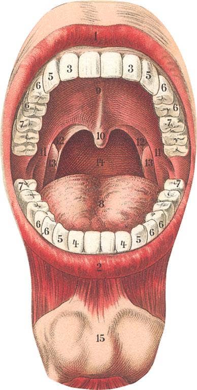 Postcard Diagram of Mouth and Teeth AY - 48 - Loved To Death