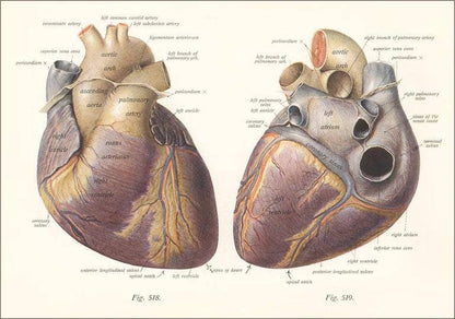 Postcard Diagrams of the Heart AY - 181 - Loved To Death