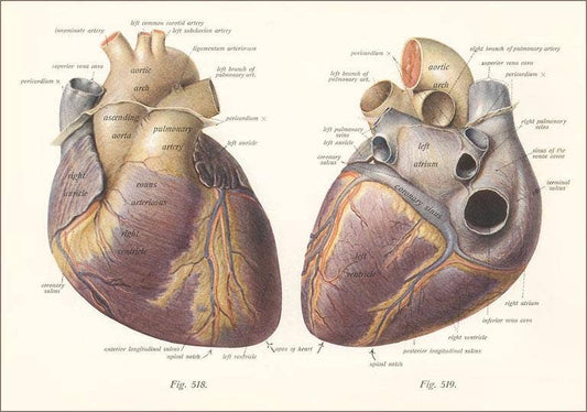 Postcard Diagrams of the Heart AY - 181 - Loved To Death
