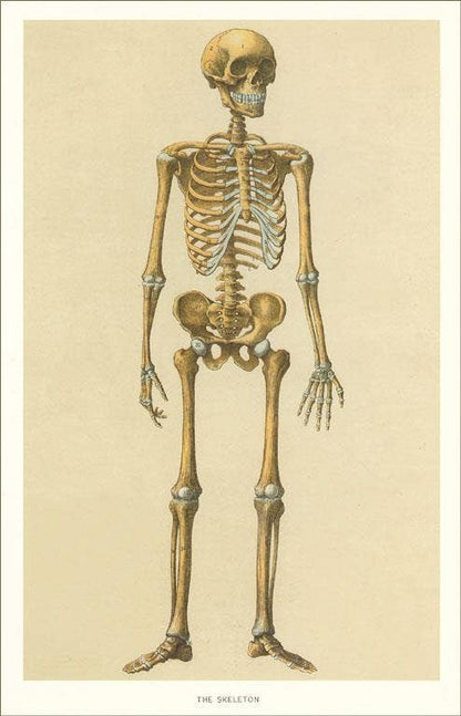 Postcard Human Skeleton AY - 70 - Loved To Death