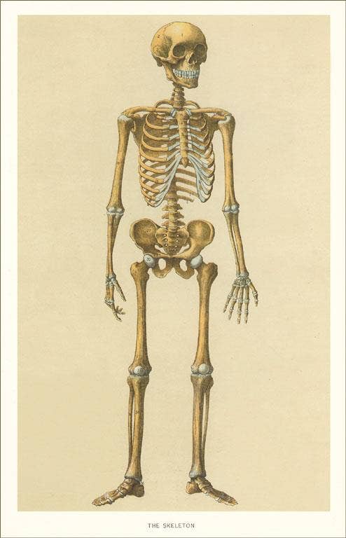 Postcard Human Skeleton AY - 70 - Loved To Death