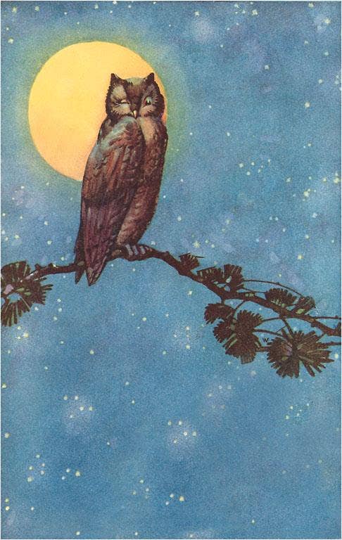 Postcard Owl with Full Moon BD - 95 - Loved To Death