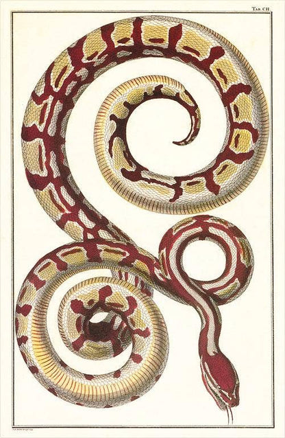 Postcard Red Patterned Snake AN - 276 - Loved To Death