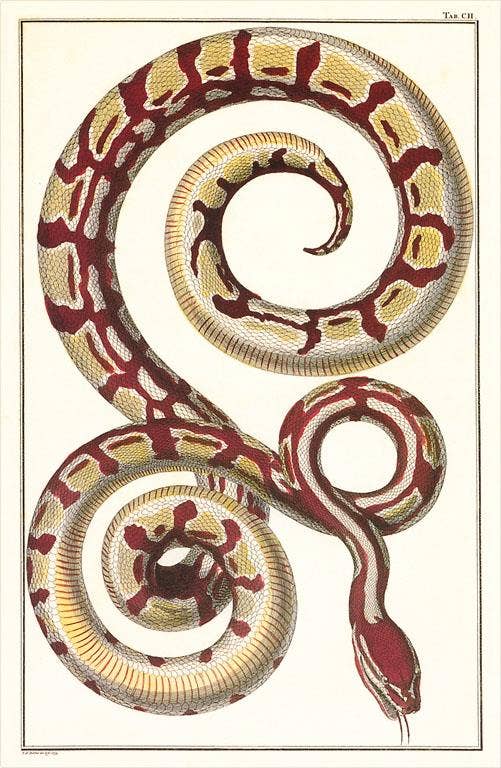 Postcard Red Patterned Snake AN - 276 - Loved To Death