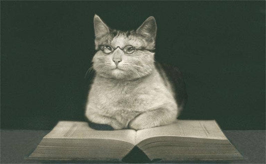 Postcard Wise Cat Reading Book LT - 229 - Loved To Death