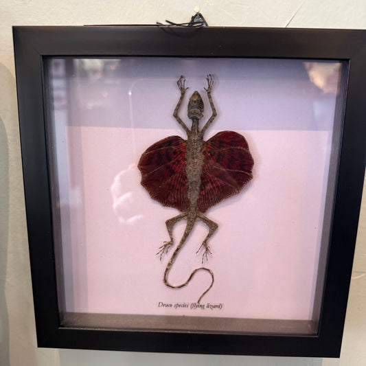 Red Draco Flying Lizard Specimen Framed - Loved To Death