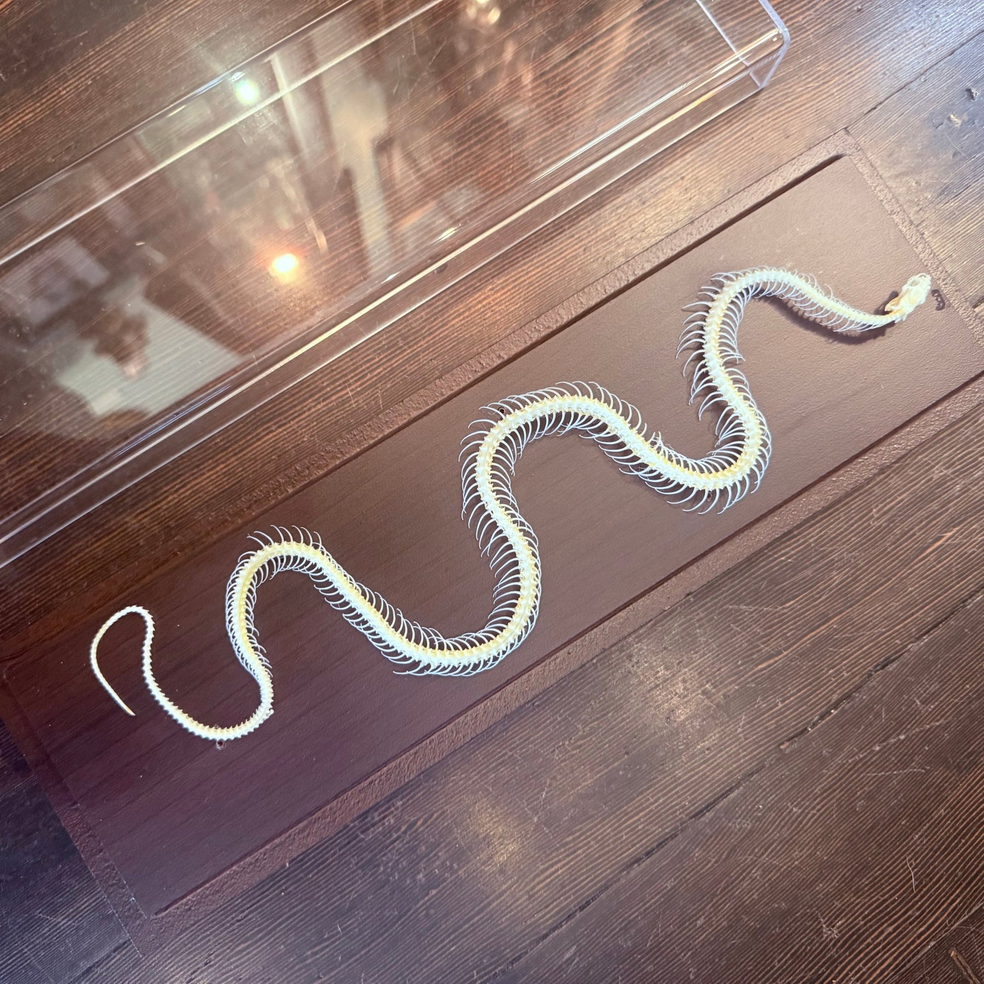 Snake Articulated Skeleton - Loved To Death