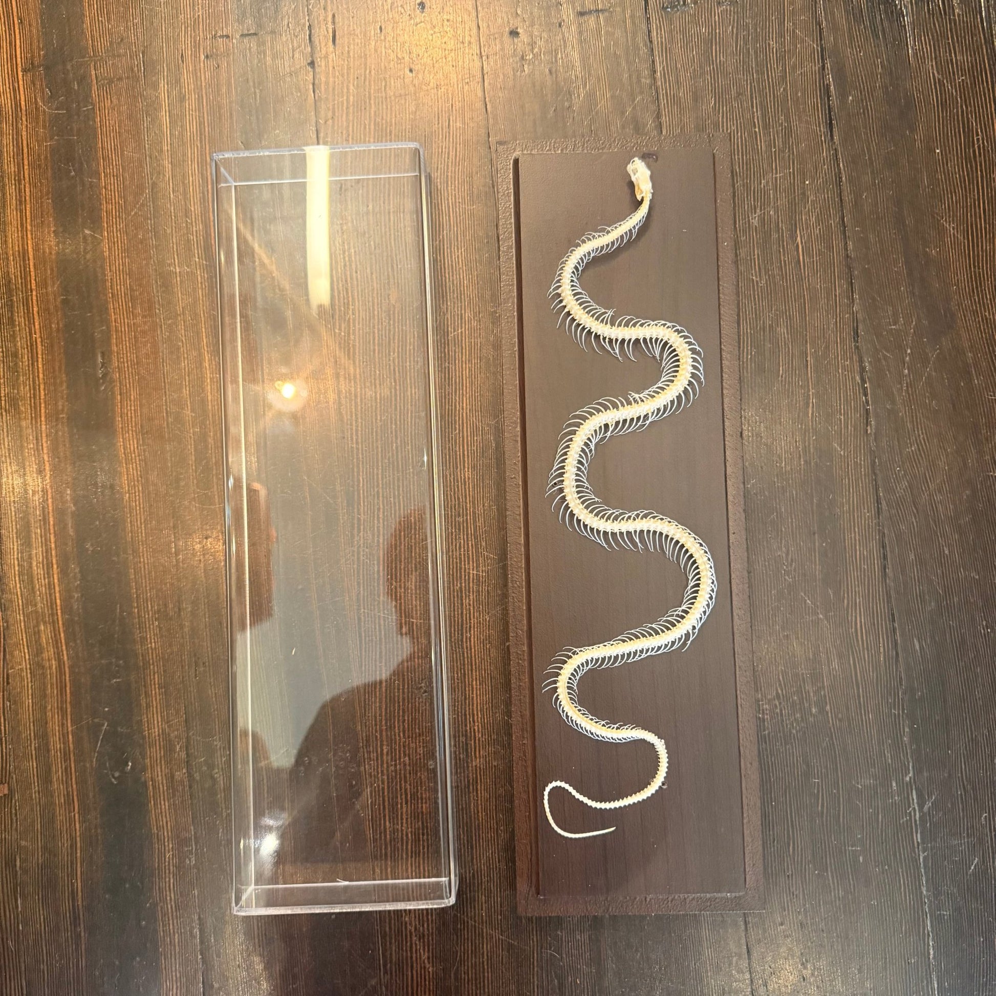 Snake Articulated Skeleton - Loved To Death