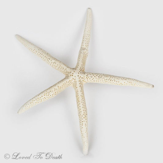 Spiny White Starfish Specimen - Loved To Death