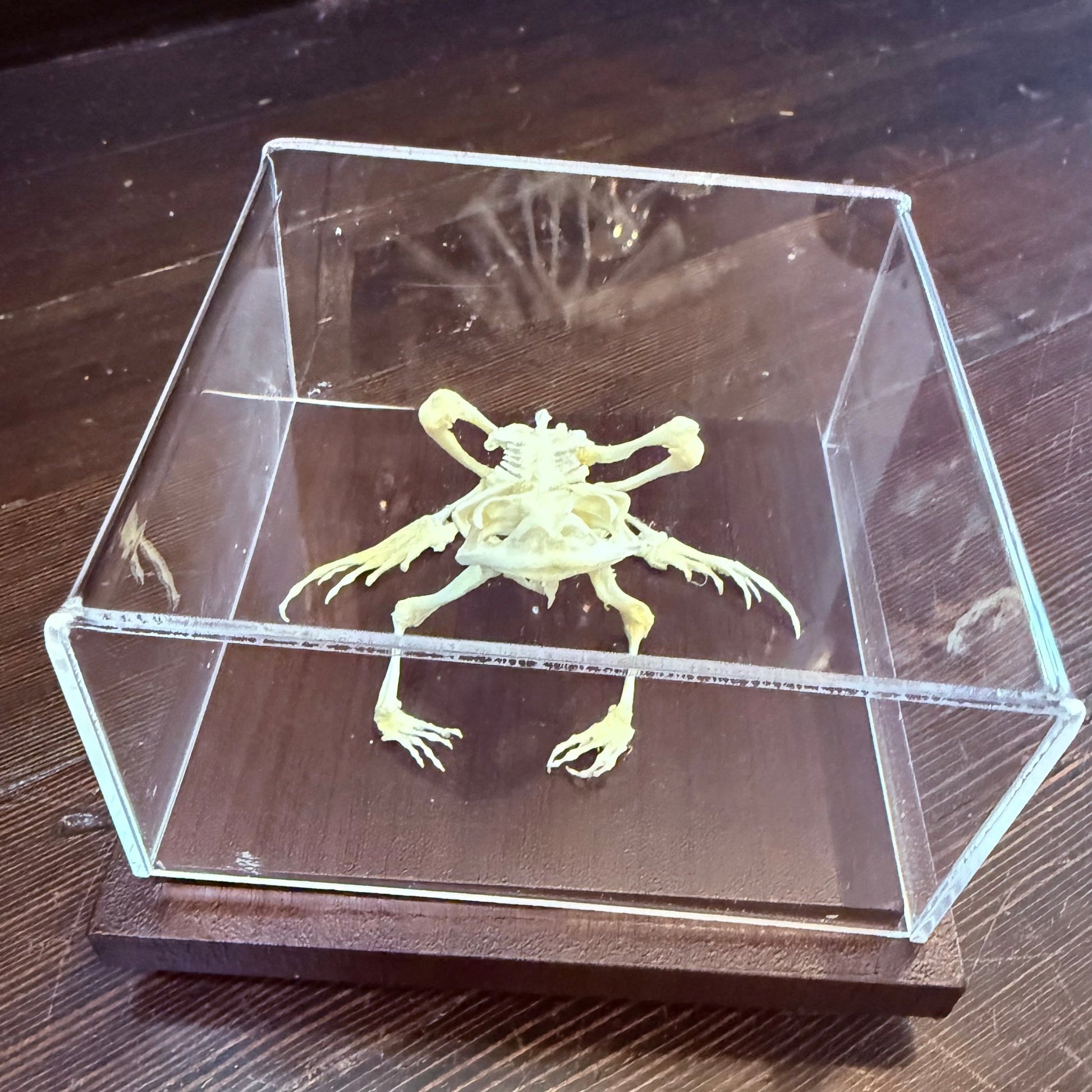 Toad Articulated Skeleton - Loved To Death