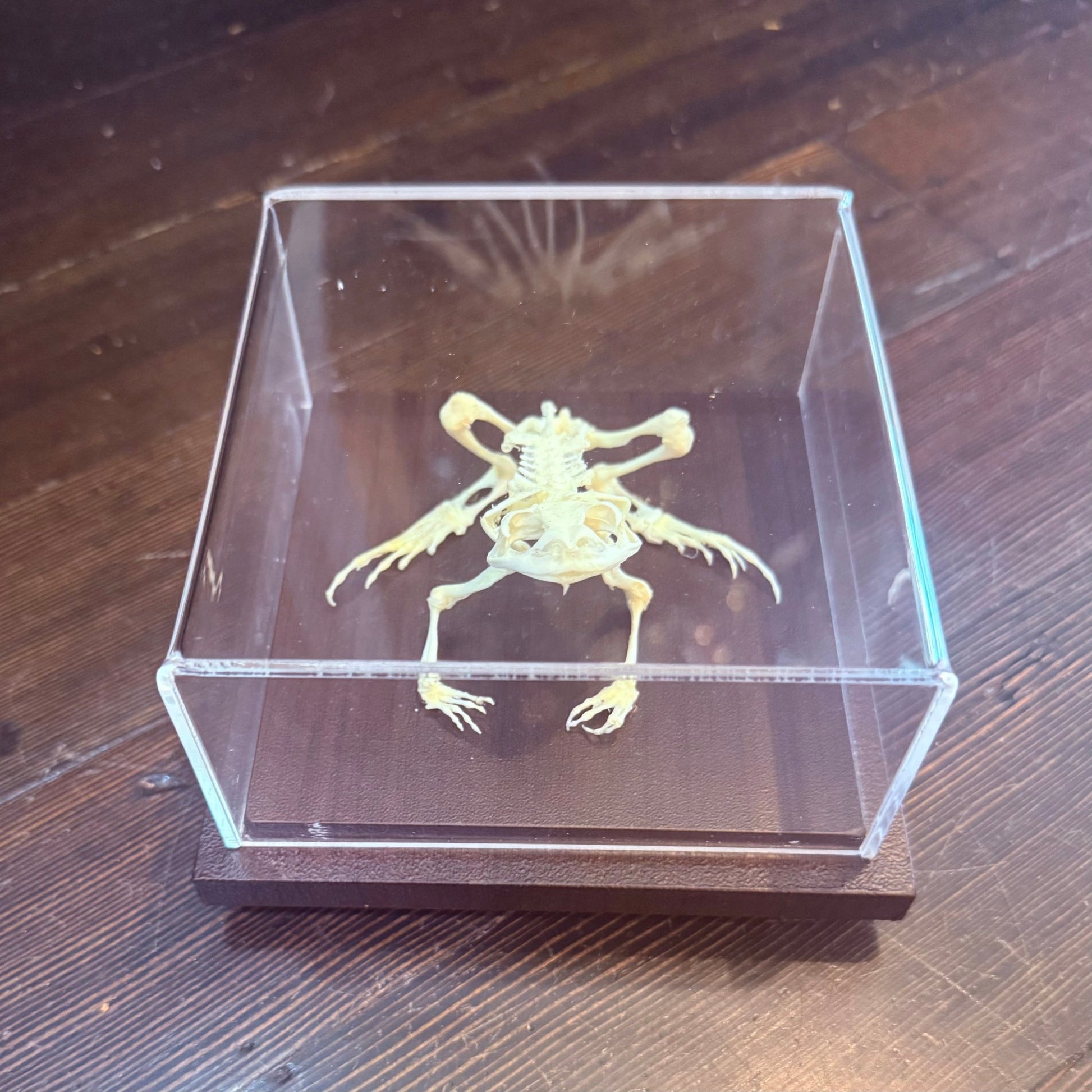 Toad Articulated Skeleton - Loved To Death