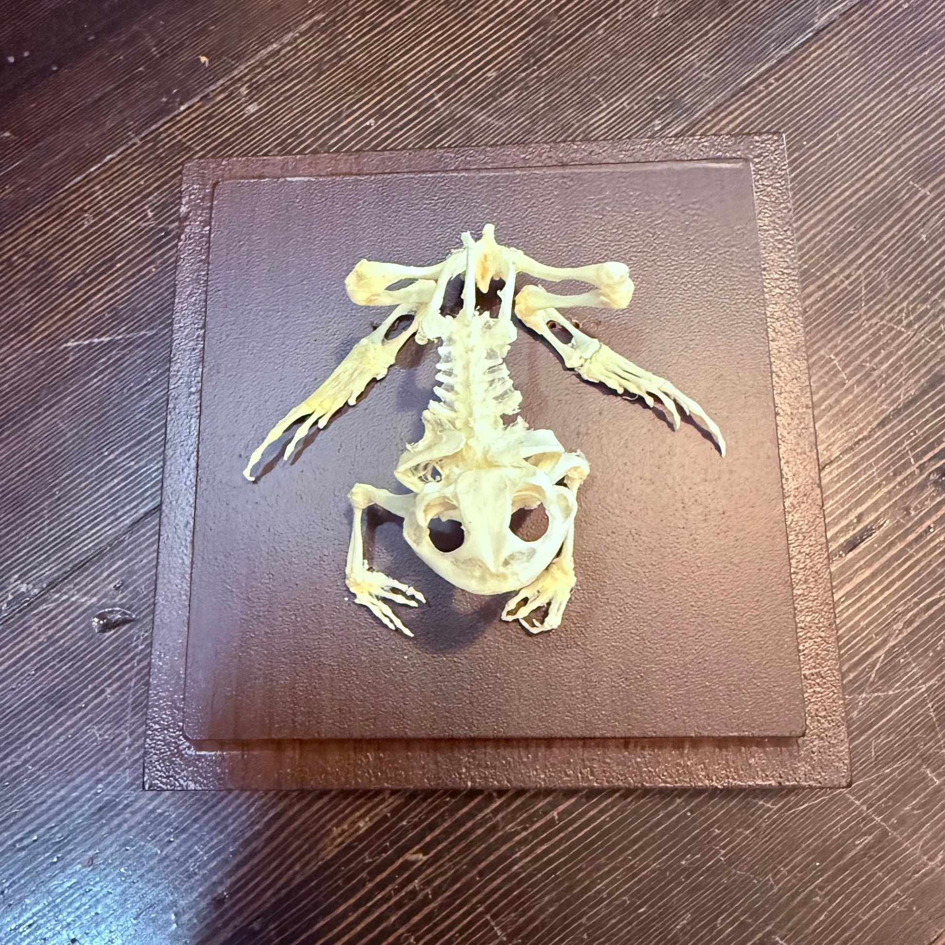 Toad Articulated Skeleton - Loved To Death