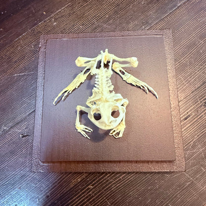 Toad Articulated Skeleton - Loved To Death