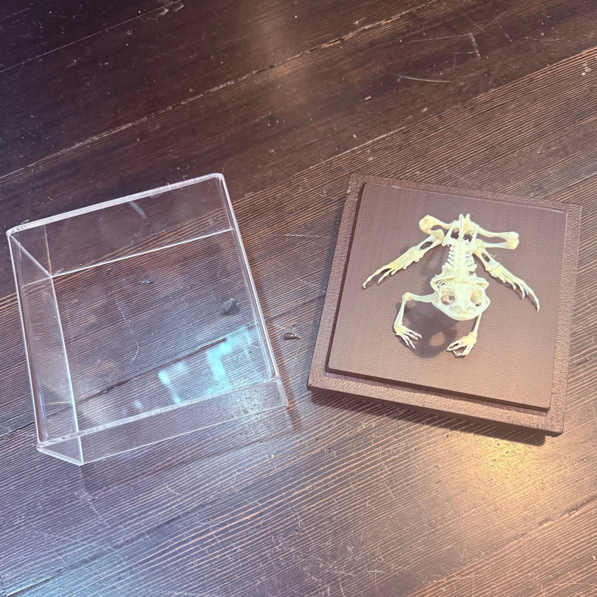 Toad Articulated Skeleton - Loved To Death