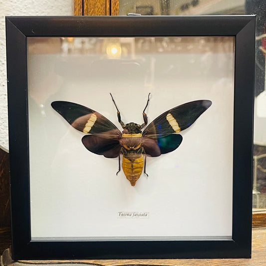 Velvet Cicada Specimen In Black Shadowbox Frame - Loved To Death