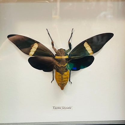 Velvet Cicada Specimen In Black Shadowbox Frame - Loved To Death