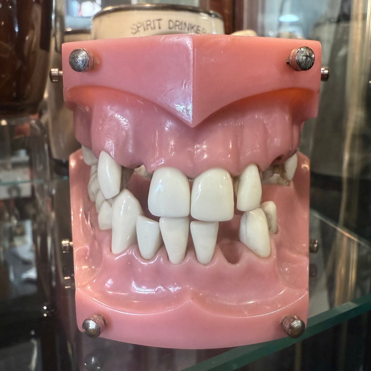 Vintage Dental Model - Loved To Death