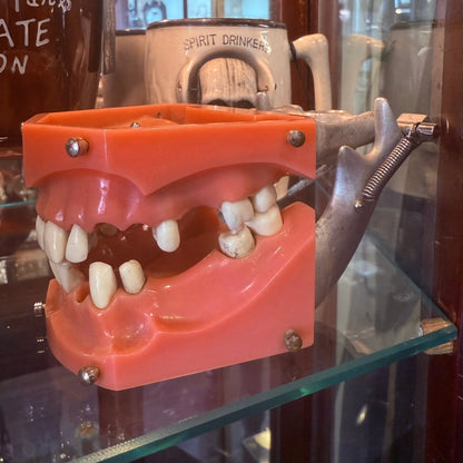 Vintage Dental Model - Loved To Death