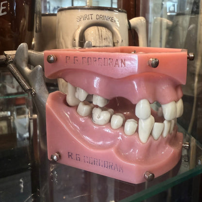 Vintage Dental Model - Loved To Death