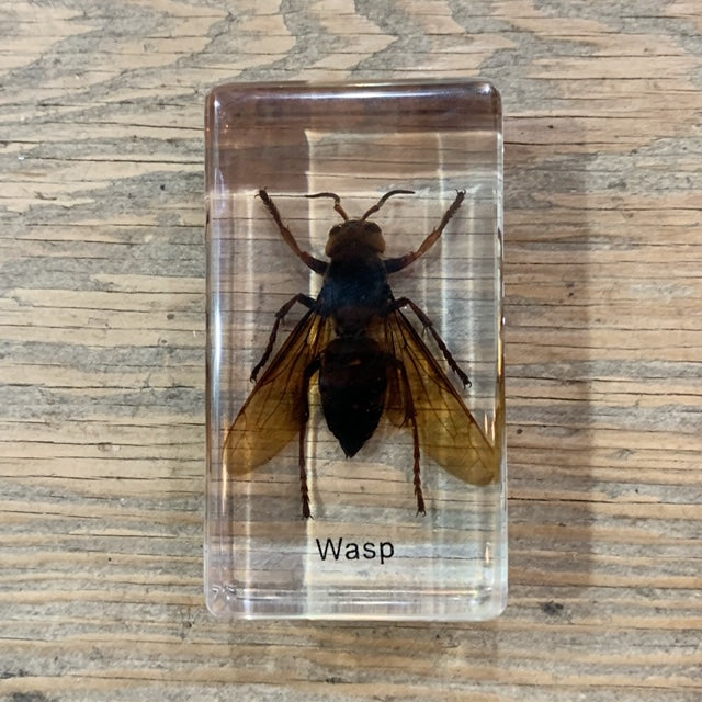 Wasp Specimen In Lucite