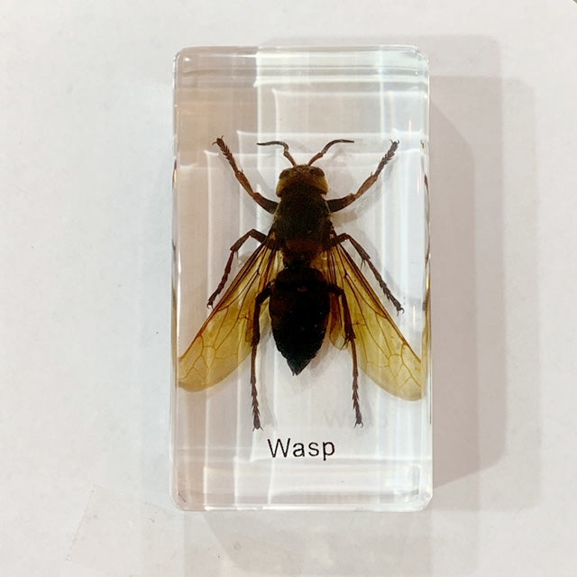 Wasp Specimen In Lucite