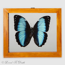 Load image into Gallery viewer, Blue Banded Morpho Framed Natural Wood
