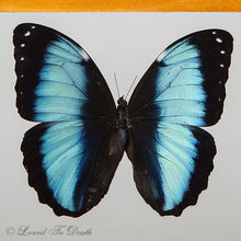 Load image into Gallery viewer, Blue Banded Morpho Framed Natural Wood
