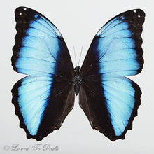 Load image into Gallery viewer, Banded Blue Morpho In Double Glass Black Frame

