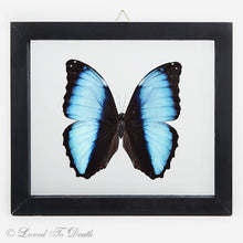 Load image into Gallery viewer, Banded Blue Morpho In Double Glass Black Frame
