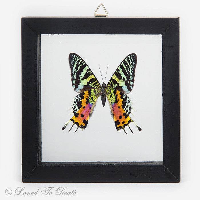 Sunset Moth Specimen Double Glass Framed Wood Black