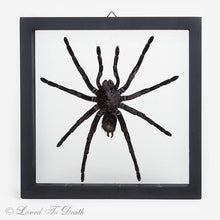 Load image into Gallery viewer, Tarantula Specimen In Double Glass Black Frame
