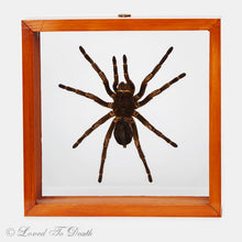 Load image into Gallery viewer, Tarantula Specimen In Double Glass Natural Frame
