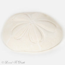 Load image into Gallery viewer, Sea Biscuit Sand Dollar
