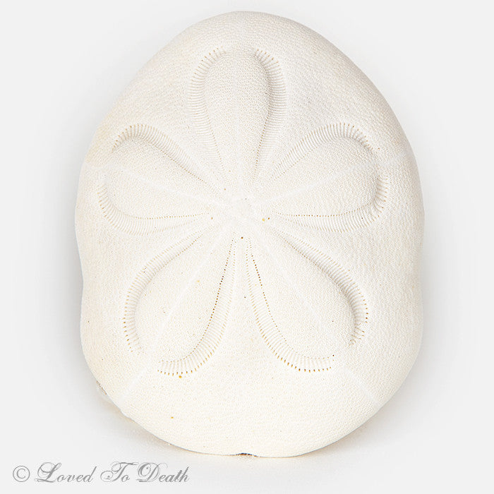 Sea Biscuit Sand Dollar