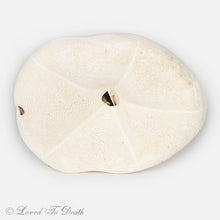 Load image into Gallery viewer, Sea Biscuit Sand Dollar
