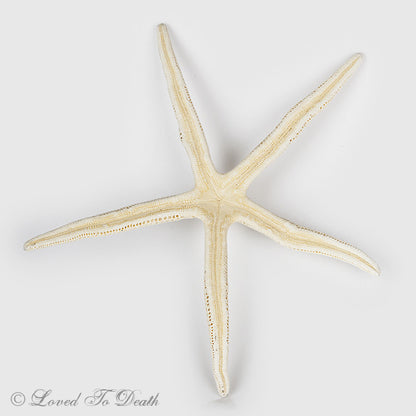 Spiny White Starfish Specimen