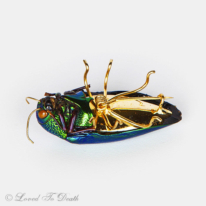 Genuine Jewel Beetle Pin Brooch