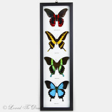 Load image into Gallery viewer, Four Butterfly Red, Yellow, Green Blue Swallowtail Specimens Framed
