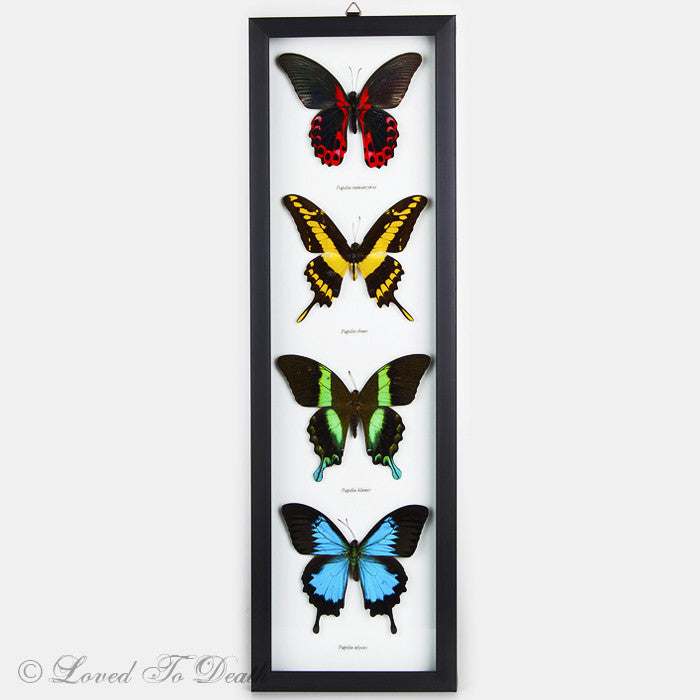 Four Butterfly Red, Yellow, Green Blue Swallowtail Specimens Framed
