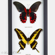 Load image into Gallery viewer, Four Butterfly Red, Yellow, Green Blue Swallowtail Specimens Framed
