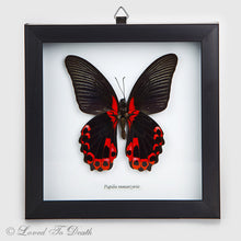 Load image into Gallery viewer, Scarlet Mormon Butterfly Specimen
