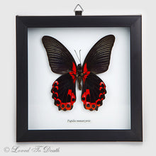 Load image into Gallery viewer, Scarlet Mormon Butterfly Specimen
