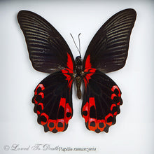 Load image into Gallery viewer, Scarlet Mormon Butterfly Specimen
