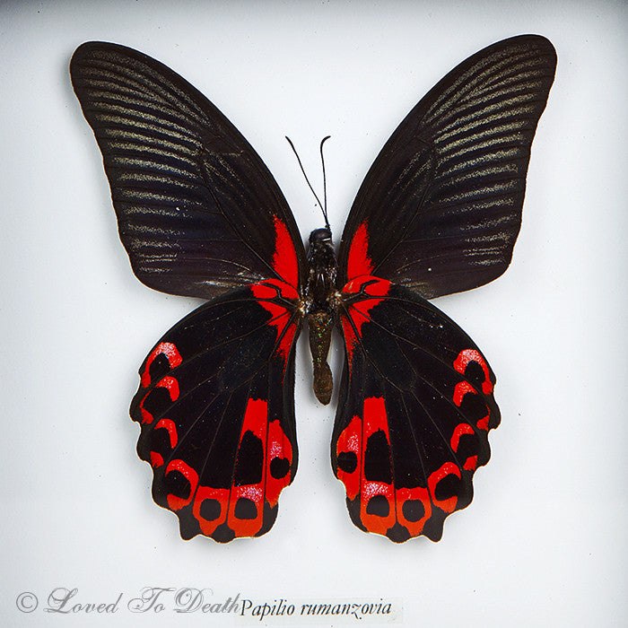 Scarlet Mormon Butterfly Specimen