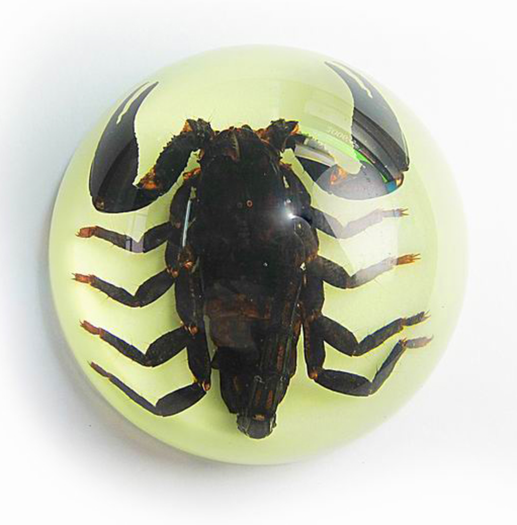 Scorpion or Spider in Half Dome Lucite Glow In Dark