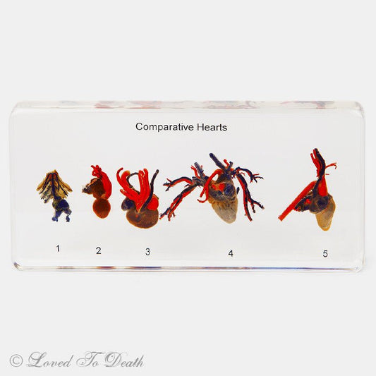 Comparative Hearts in Lucite Specimen - Loved To Death