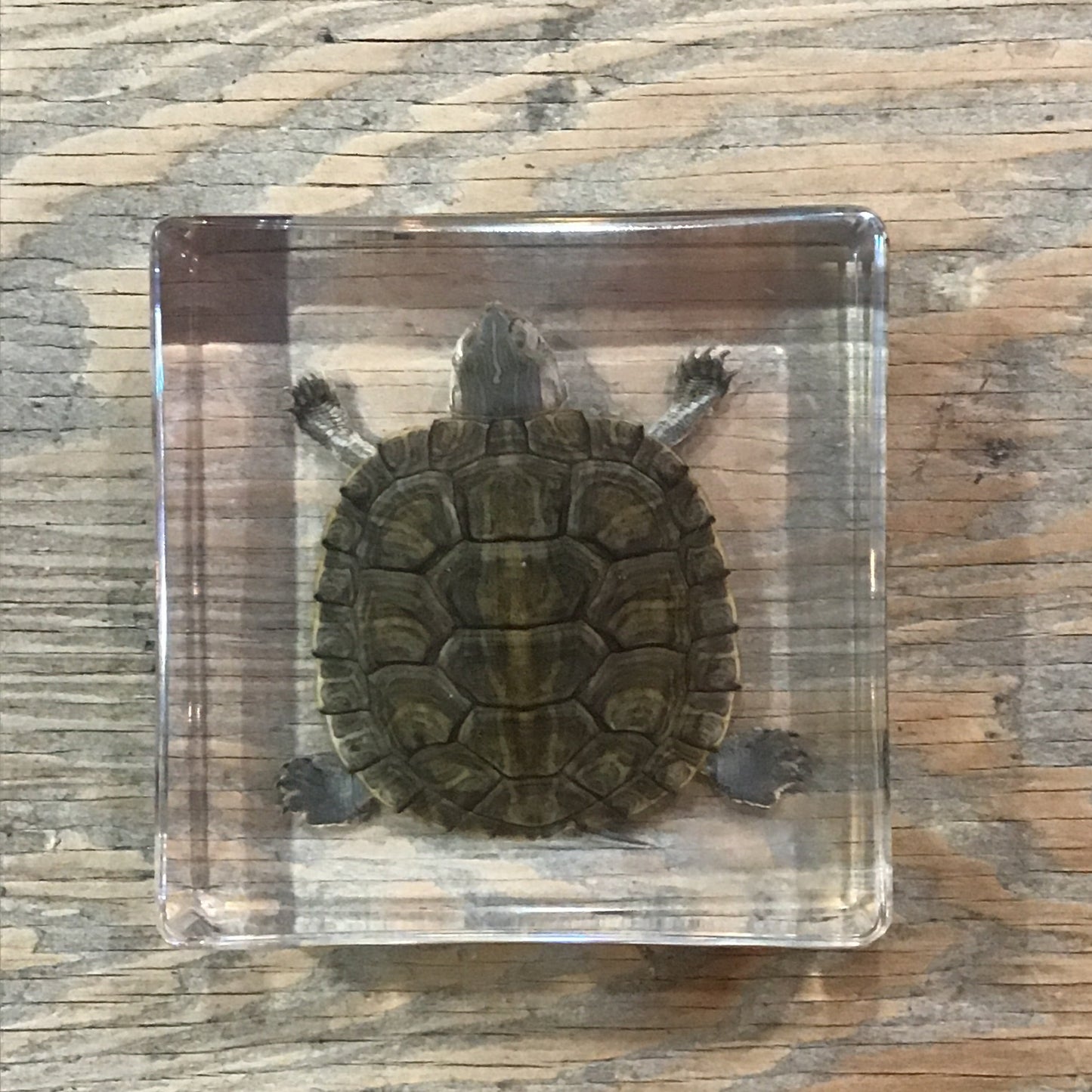 Turtle in Lucite
