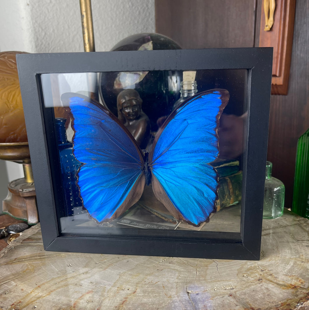 Blue Morpho Butterfly Framed Black